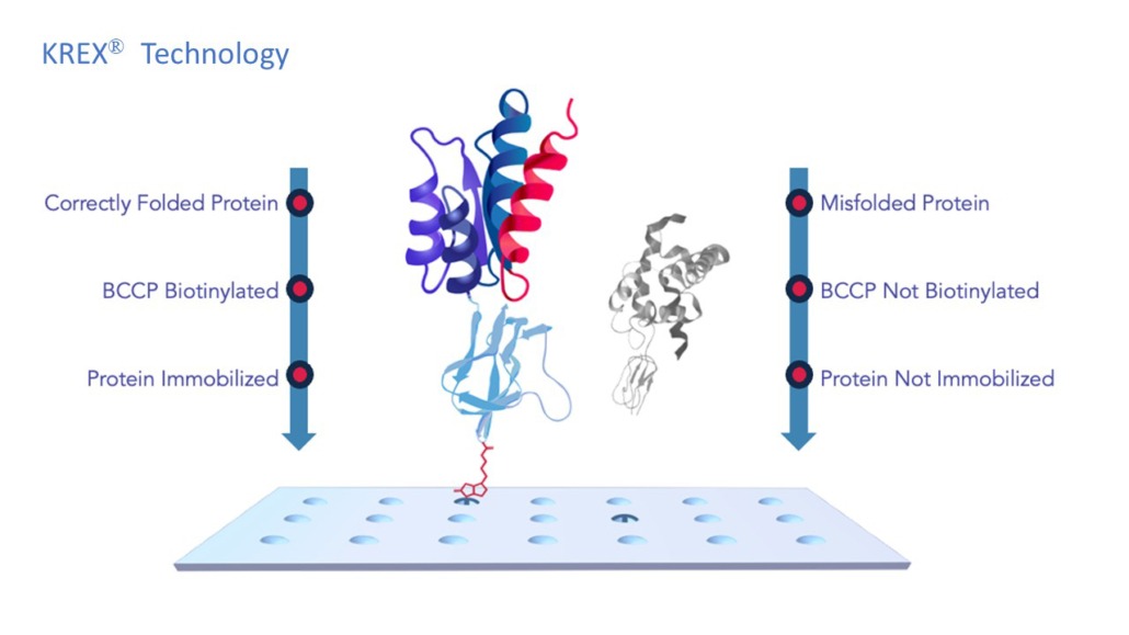 KREX ensures protein microarray reproducibility