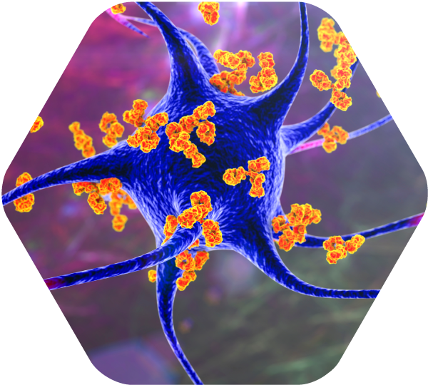 Autoimmune disease autoantibody screening includes SLE, RA, Sjogren’s, and diabetes among several others