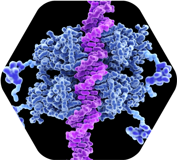 Autoimmune disease autoantibody screening includes SLE, RA, Sjogren’s, and diabetes among several others