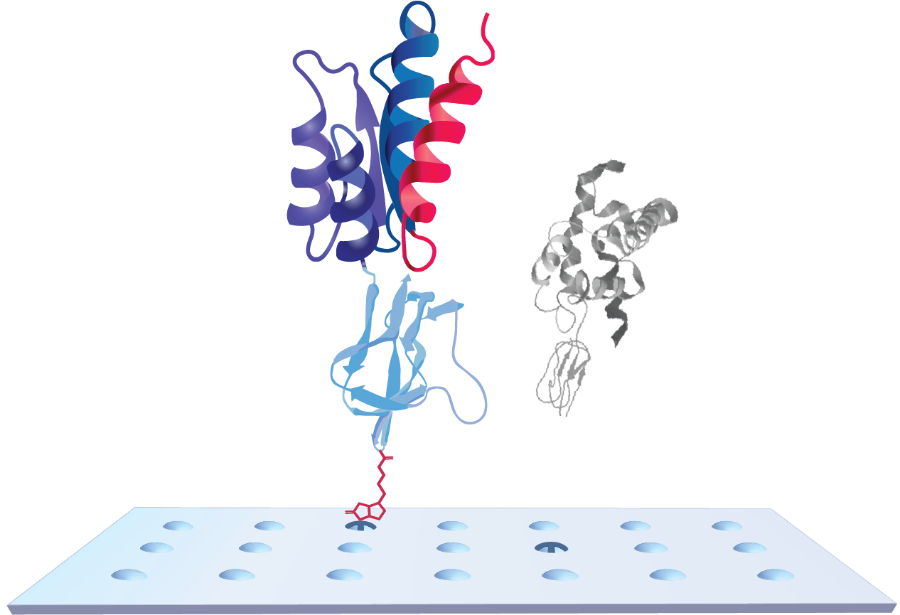 Proprietary KREX technology ensures that only correctly folded proteins are on the array, ensuring biologically relevant results.